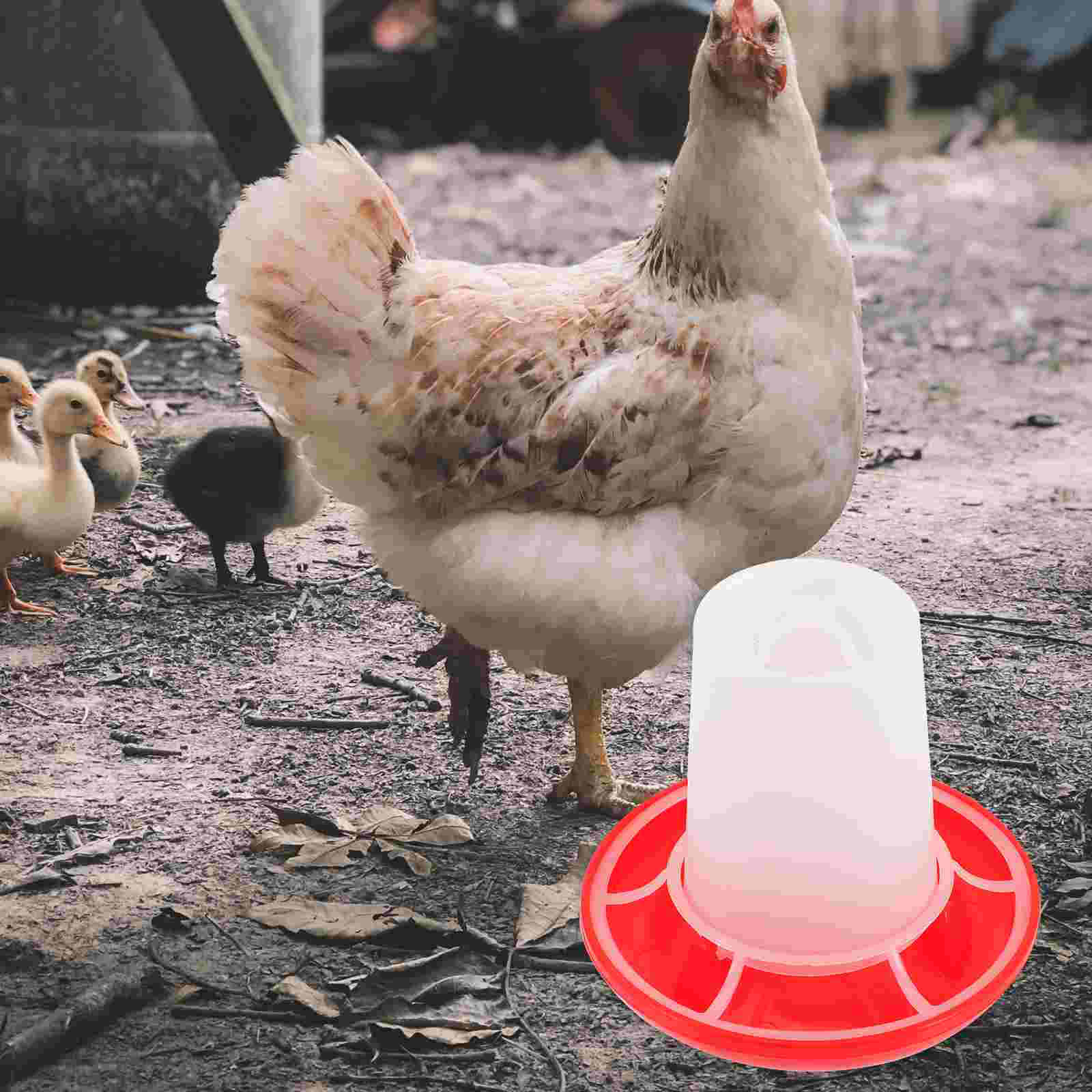4 Pcs Chick Feeder and Waterer - Baby Food With Chicken ulasan dan harga