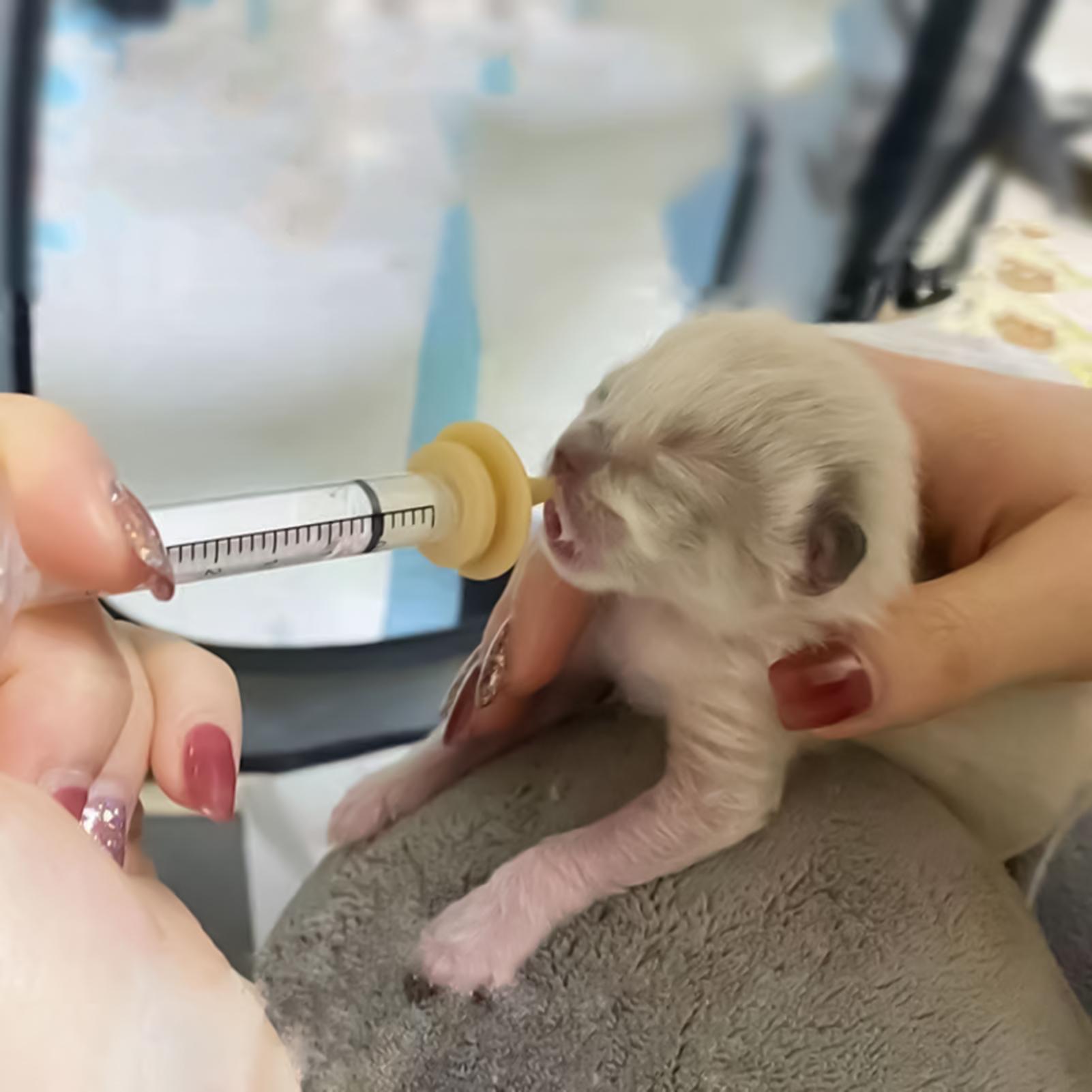 Baby Bird Feeding Syringe Reus - Baby Food Youtube ulasan dan harga