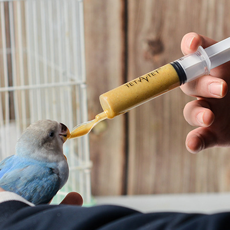 Food Feeding Needle 1 Set Bird - Baby Food Youtube ulasan dan harga
